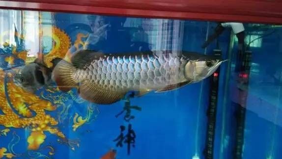 龍魚缸需要放殺菌燈嗎