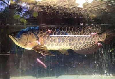龍魚撞掉鱗片怎么辦：龍魚撞掉鱗片后的處理方式