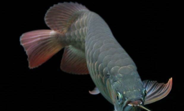 金龍魚(yú)與銀龍魚(yú)混養(yǎng)(金龍魚(yú)和銀龍魚(yú)混養(yǎng)時(shí)應(yīng)注意哪些問(wèn)題,龍魚(yú)繁殖期如何減壓) 龍魚(yú)百科 第2張 金龍魚(yú)與銀龍魚(yú)混養(yǎng)(金龍魚(yú)和銀龍魚(yú)混養(yǎng)時(shí)應(yīng)注意哪些問(wèn)題,龍魚(yú)繁殖期如何減壓) 金龍魚(yú)與銀龍魚(yú)混養(yǎng)(金龍魚(yú)和銀龍魚(yú)混養(yǎng)時(shí)應(yīng)注意哪些問(wèn)題,龍魚(yú)繁殖期如何減壓) 龍魚(yú)百科 第2張