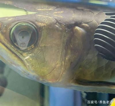 金龍魚凹眼怎么治（金龍魚凹眼怎么治金龍魚凹眼怎么治金龍魚常見病防治指南）