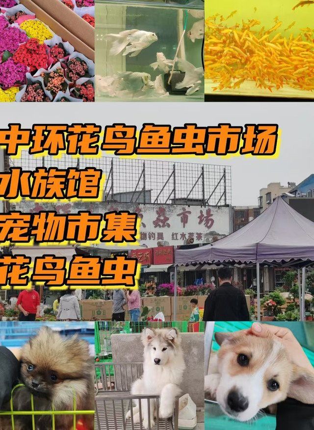 天津紅龍魚批發地址電話