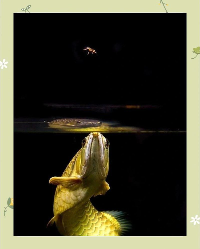 金龍魚一個月長多少厘米