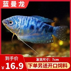 新手選龍魚尺寸多大的：新手選擇龍魚尺寸多大的 新手選龍魚尺寸多大的：新手選擇龍魚尺寸多大的 龍魚百科 第2張