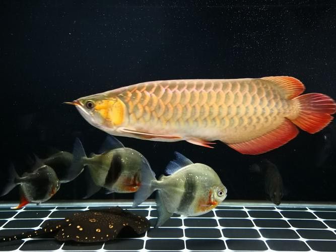 印尼小紅龍魚苗多少錢一只啊圖片欣賞