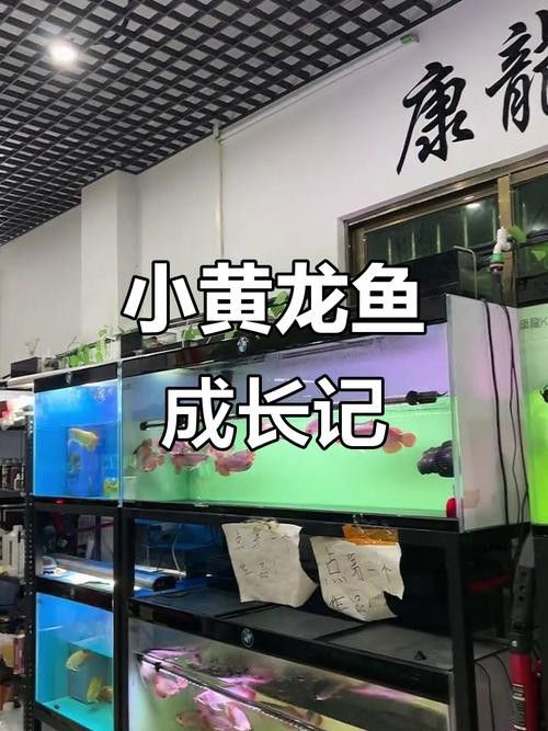 印尼小紅龍魚苗多少錢一只啊圖片欣賞