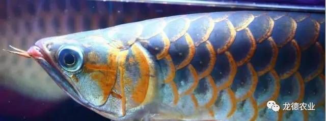 龍魚發(fā)色專用燈圖片：龍魚專用燈的色溫選擇技巧