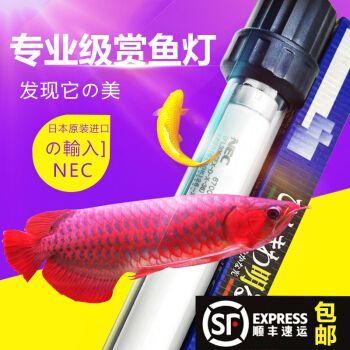 龍魚發(fā)色專用燈圖片：龍魚專用燈的色溫選擇技巧