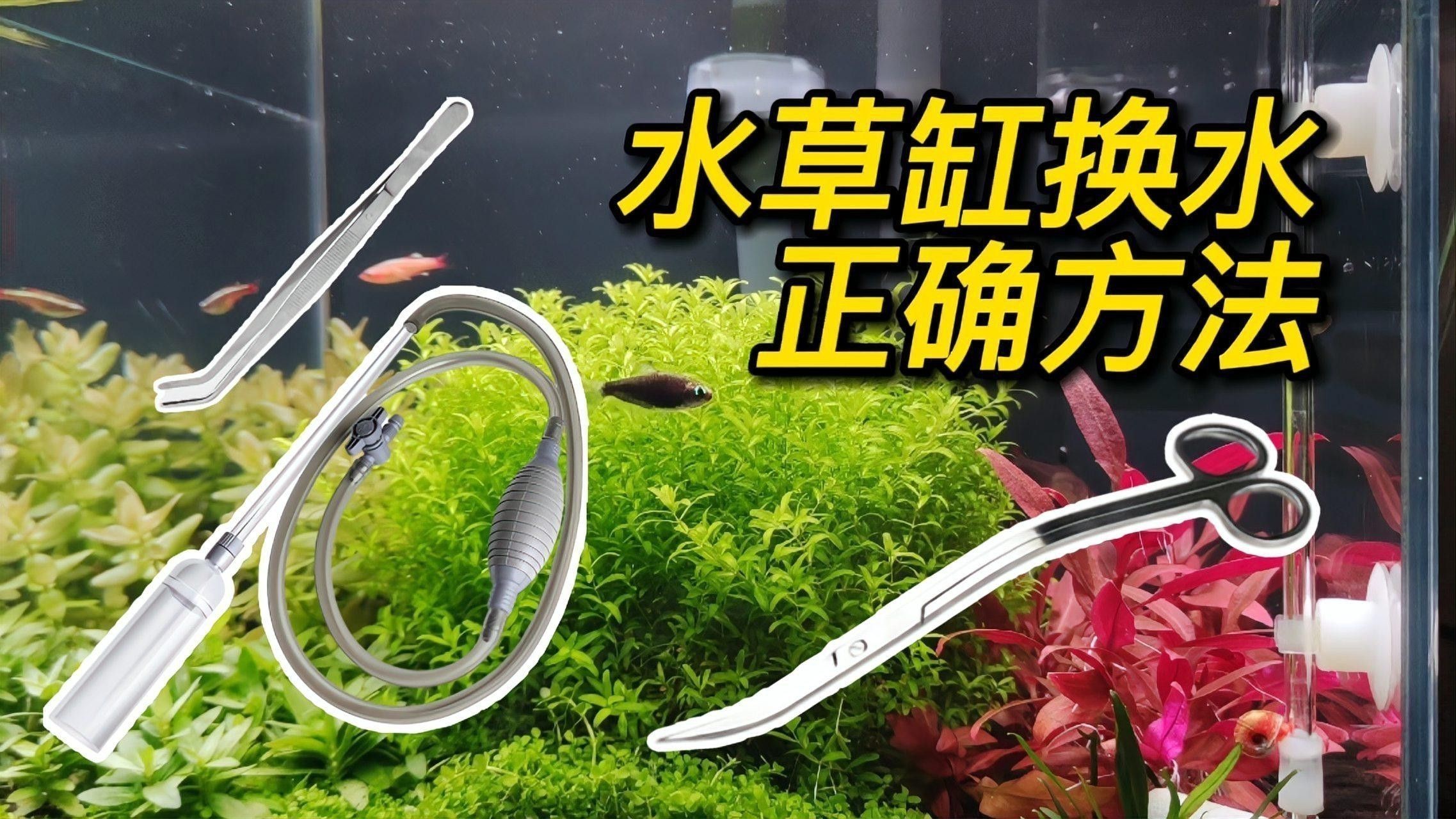 過背金龍魚缸水草換水步驟 過背金龍魚缸水草換水步驟 龍魚百科 第2張
