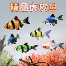 龍魚專用飼料的價格范圍