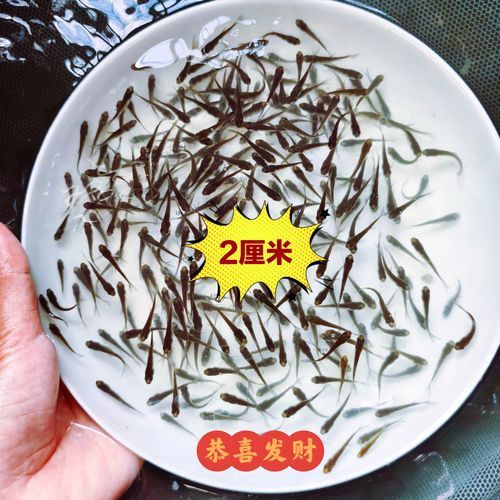 金頭過背金龍魚稀有品種有哪些？