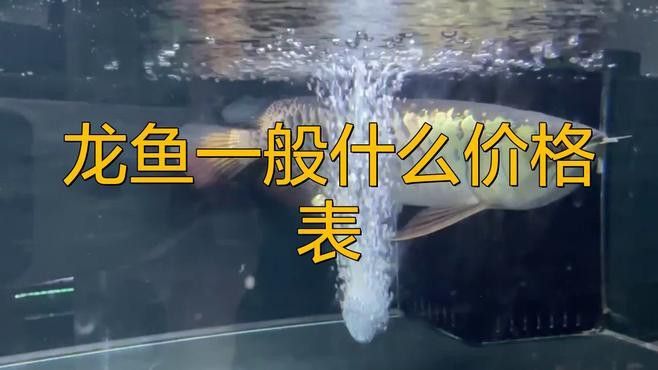 金龍魚擺件的價格范圍