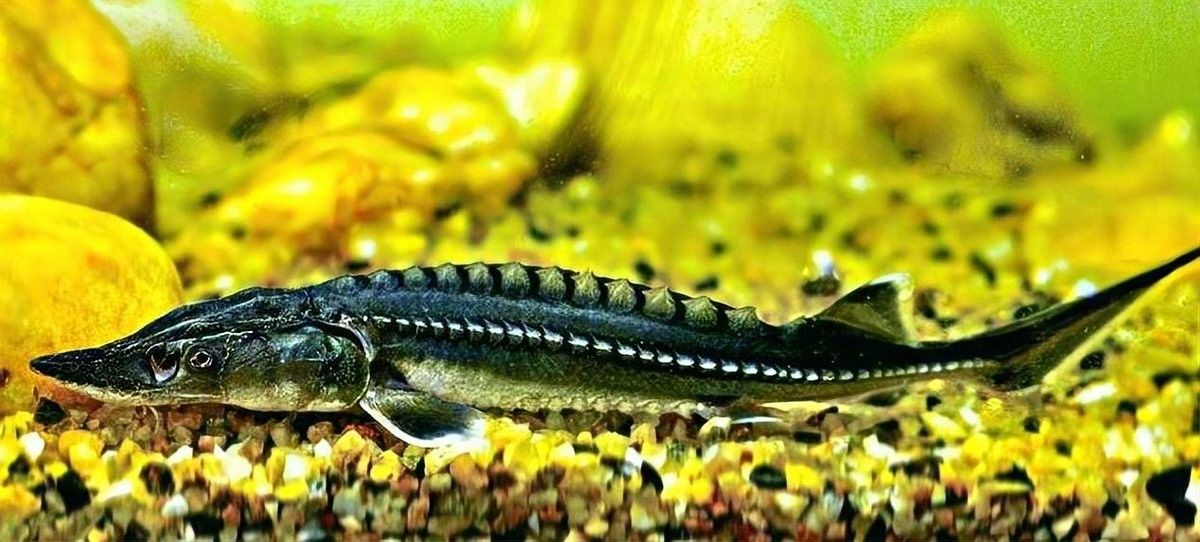 龍魚死亡后多久可以補養新魚？