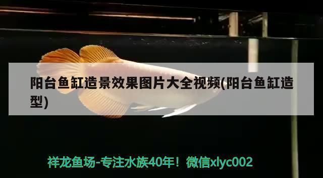 紅龍魚燈照最佳時間：紅龍魚光照周期調整方法