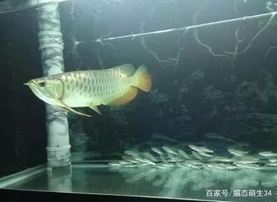 龍魚的水位多少合適：養(yǎng)龍魚時，水位控制在30到50厘米之間最為合適