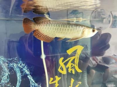 金頭過背龍魚:挑選金頭過背龍魚時(shí)有幾個(gè)關(guān)鍵因素需要注意 龍魚百科 第2張 金頭過背龍魚:挑選金頭過背龍魚時(shí)有幾個(gè)關(guān)鍵因素需要注意 金頭過背龍魚:挑選金頭過背龍魚時(shí)有幾個(gè)關(guān)鍵因素需要注意 龍魚百科 第2張