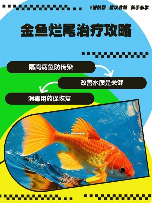 金龍魚散尾怎么治療圖片