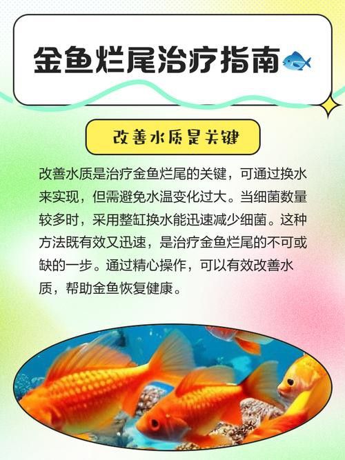 金龍魚散尾怎么治療圖片