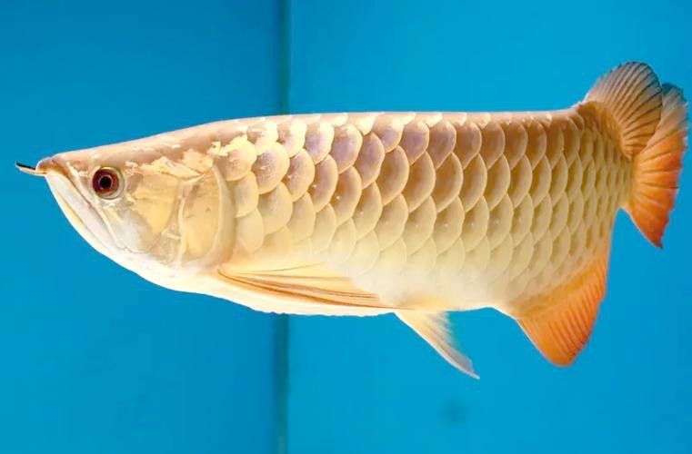 金龍魚散尾怎么治療圖片