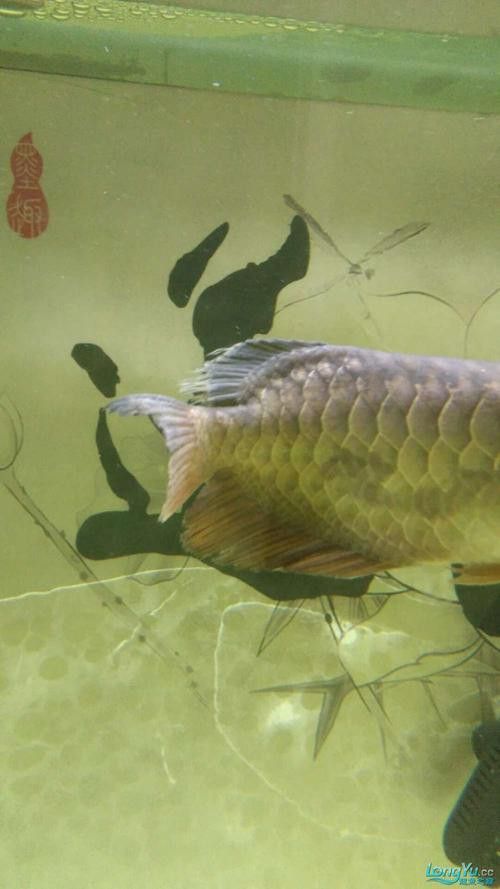 金龍魚散尾怎么治療圖片