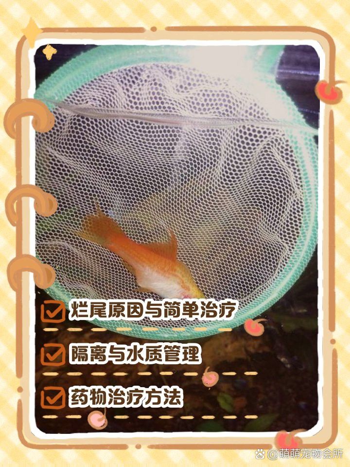 金龍魚散尾怎么治療圖片