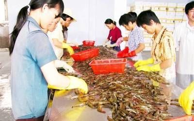 金龍魚(yú)吃的少怎么辦：金龍魚(yú)食欲不佳可能與水質(zhì)變化有關(guān),建議檢查魚(yú)缸中的水質(zhì)