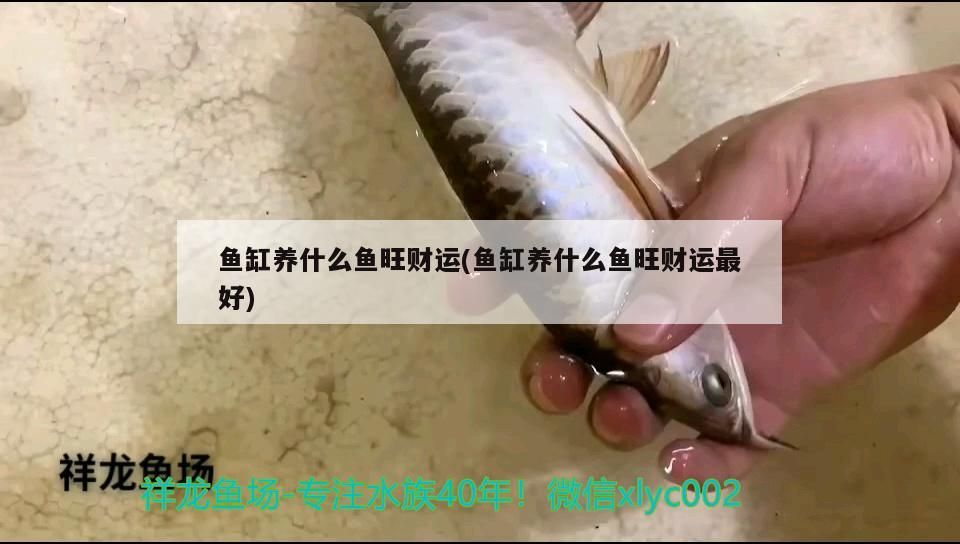 魚缸養(yǎng)什么魚旺財(cái)運(yùn)(魚缸養(yǎng)什么魚旺財(cái)運(yùn)最好)