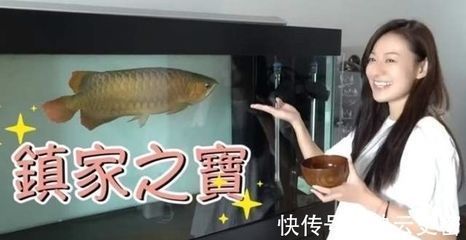 龍魚在缸里不動是什么原因：如何判斷龍魚在缸里不動的原因