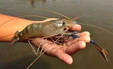 龍魚喂淡水蝦還是海水蝦好些：龍魚喂食淡水蝦好還是海水蝦好？