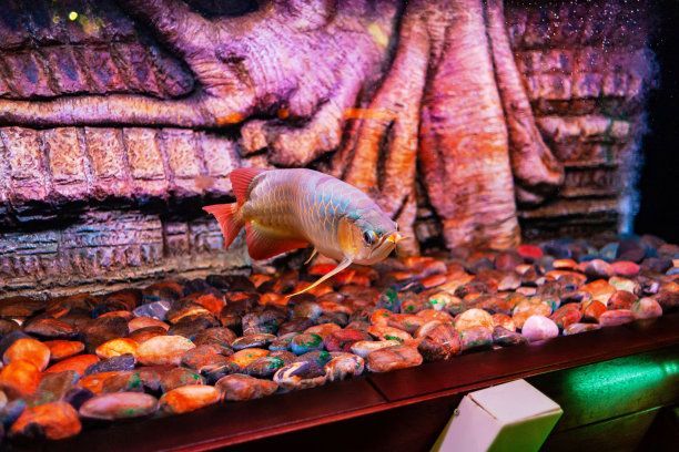 龍魚之家水族館怎么樣：龍魚之家水族館服務(wù)質(zhì)量參差不齊服務(wù)質(zhì)量參差不齊
