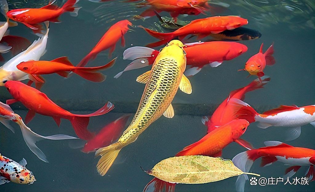 金龍魚體型瘦長