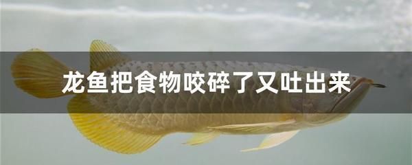 龍魚把食物咬碎了又吐出來【如果龍魚把食物咬碎了又吐出來，可能是因為食物太大】 龍魚把食物咬碎了又吐出來【如果龍魚把食物咬碎了又吐出來，可能是因為食物太大】 龍魚百科