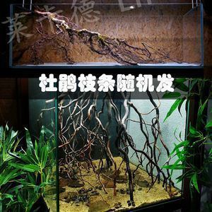 金龍魚和鯽魚一起養好嗎，金龍魚和鯽魚可以一起養嗎