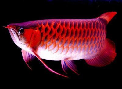 紅龍魚代表什么象征意義：紅龍魚的寓意