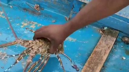 怎么訓(xùn)練龍魚不怕人咬：魚龍蝦的喂食方法