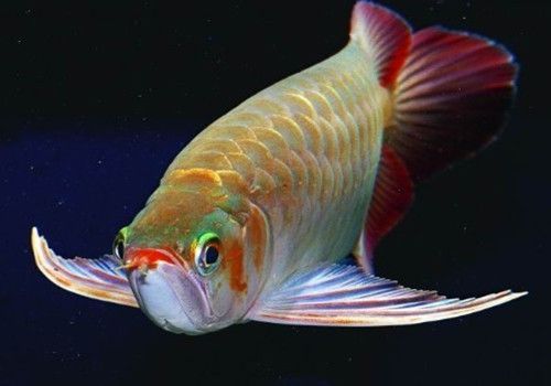 紅龍魚行為習性與品種關系（紅龍魚的行為習性與其品種之間存在著密切的聯系）