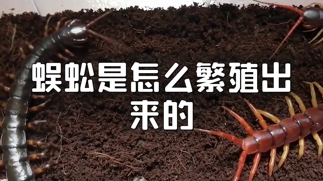 紅龍蜈蚣的繁殖過程是怎樣的？