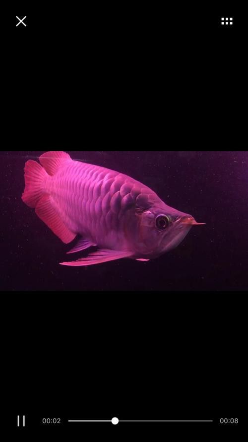 紅龍魚圖片壁紙可愛卡通
