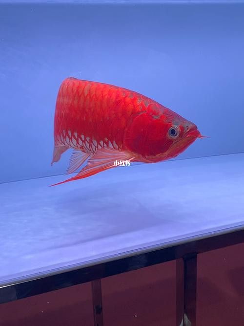 紅龍魚圖片壁紙可愛卡通