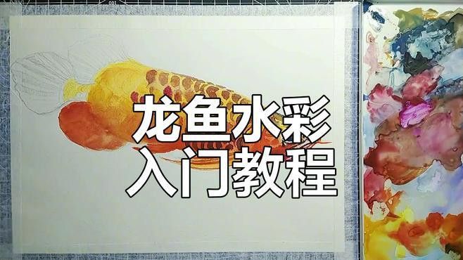 紅龍魚圖片壁紙可愛卡通