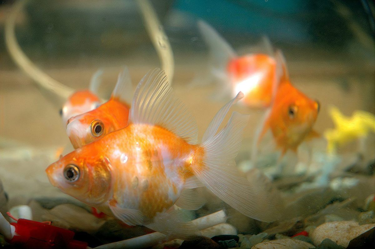 紅龍魚圖片壁紙可愛卡通