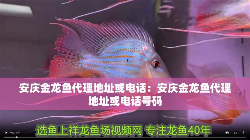 安慶金龍魚代理地址或電話是多少號