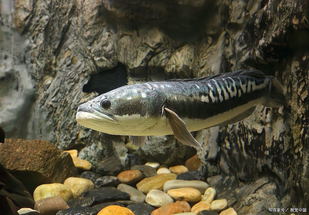 彩虹雷龍魚苗怎么分公母