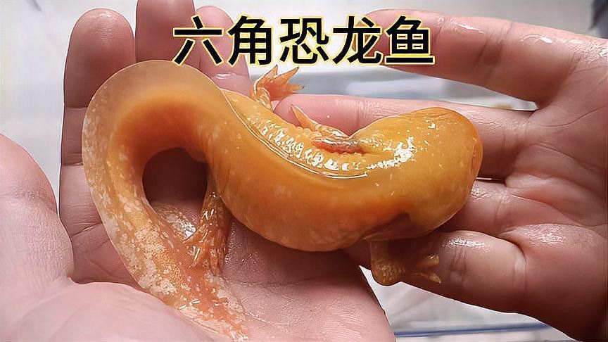恐龍魚(yú)吃魚(yú)糧嗎怎么喂