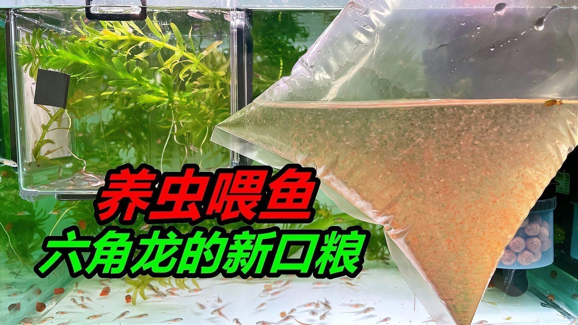 恐龍魚(yú)吃魚(yú)糧嗎怎么喂