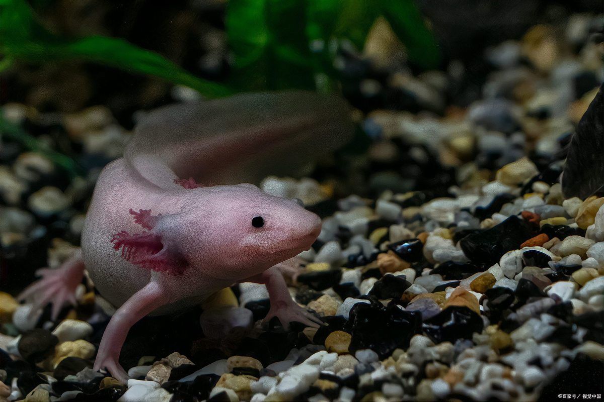 恐龍魚(yú)吃魚(yú)糧嗎怎么喂