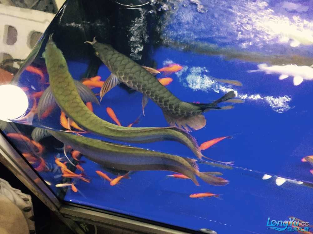 龍魚世家網站：龍魚世家水族館設計案例,