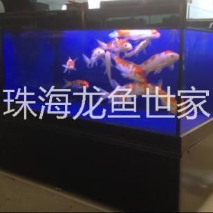 龍魚世家網站：龍魚世家水族館設計案例,