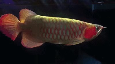 龍魚世家網站：龍魚世家水族館設計案例,