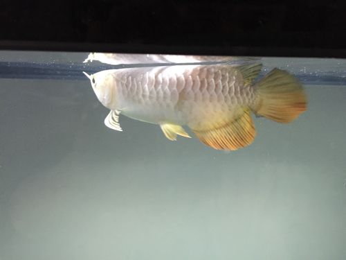 龍魚不吃活魚 貼吧：如何解決龍魚不吃活魚的問題
