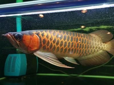 龍魚可以喂錦鯉飼料嗎？：龍魚可以吃錦鯉飼料嗎